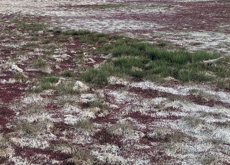 Interior Alkaligrass photo 2