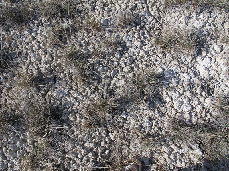 Interior Alkaligrass photo 3