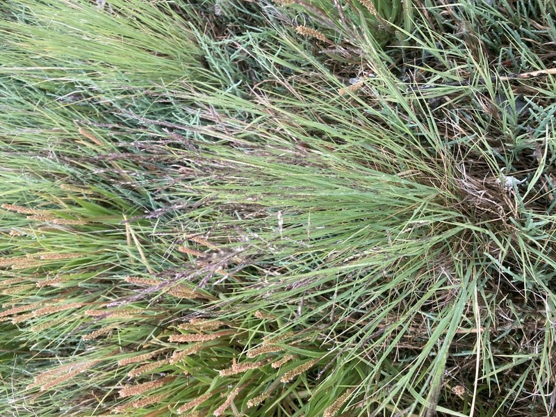 Interior Alkaligrass photo 4