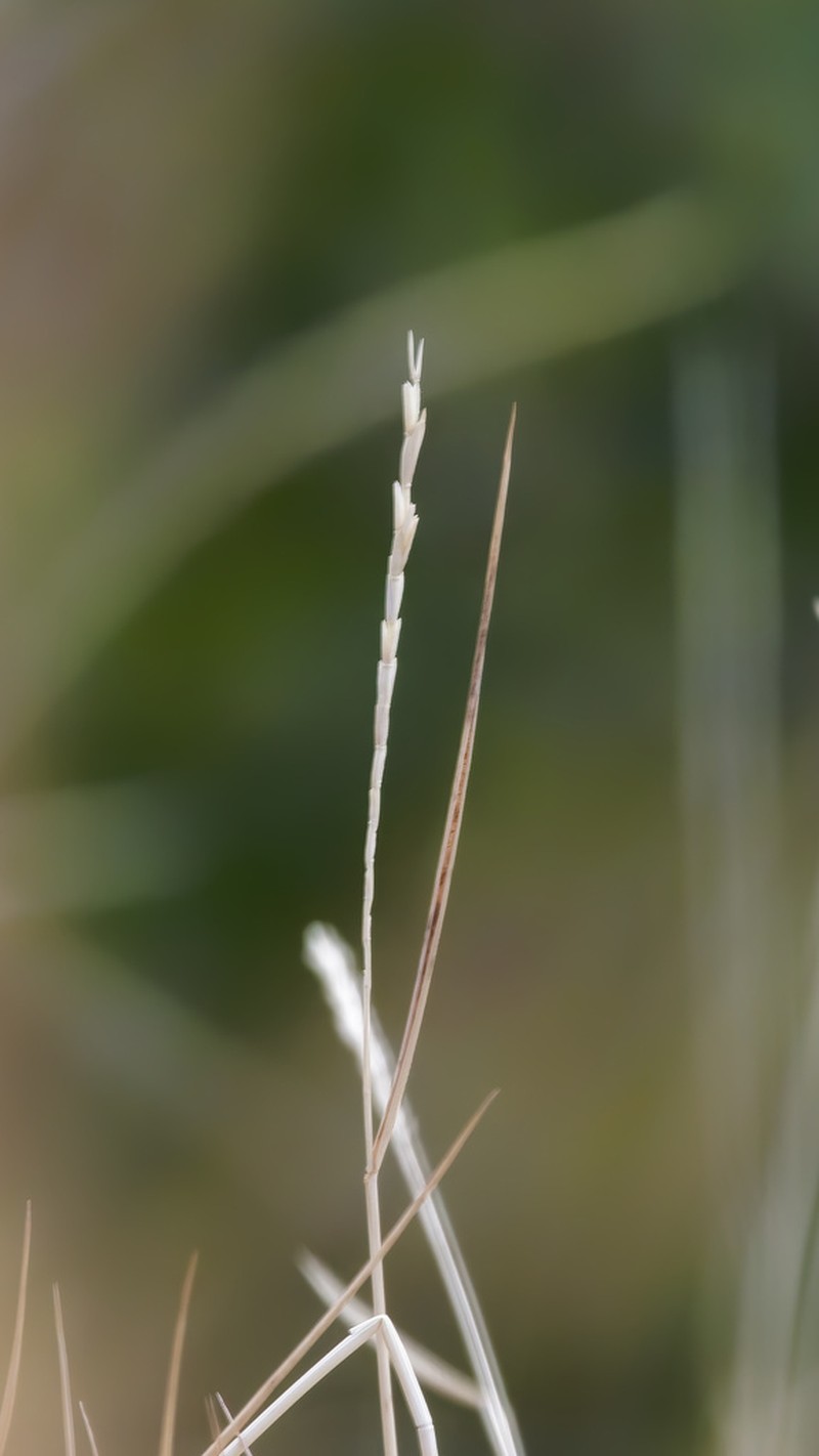 Interior Alkaligrass photo 7
