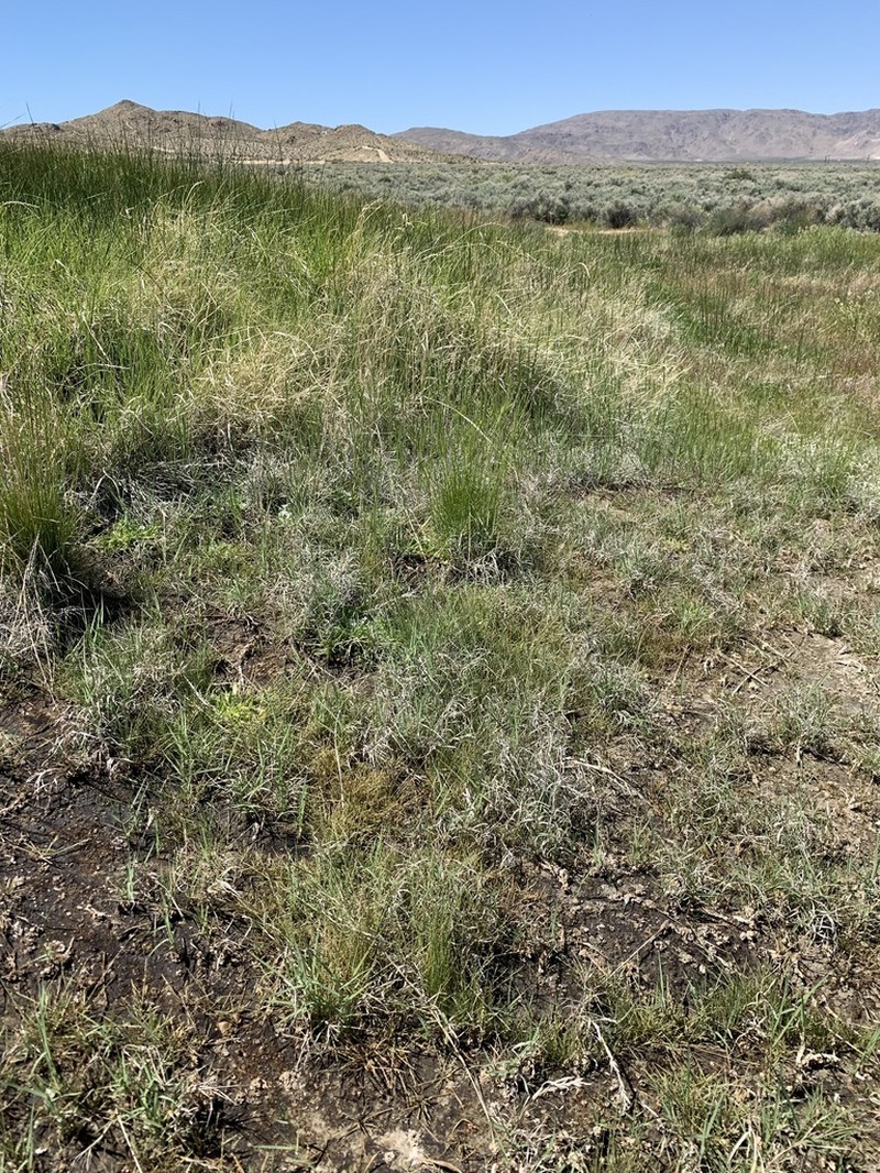 Bog Alkaligrass