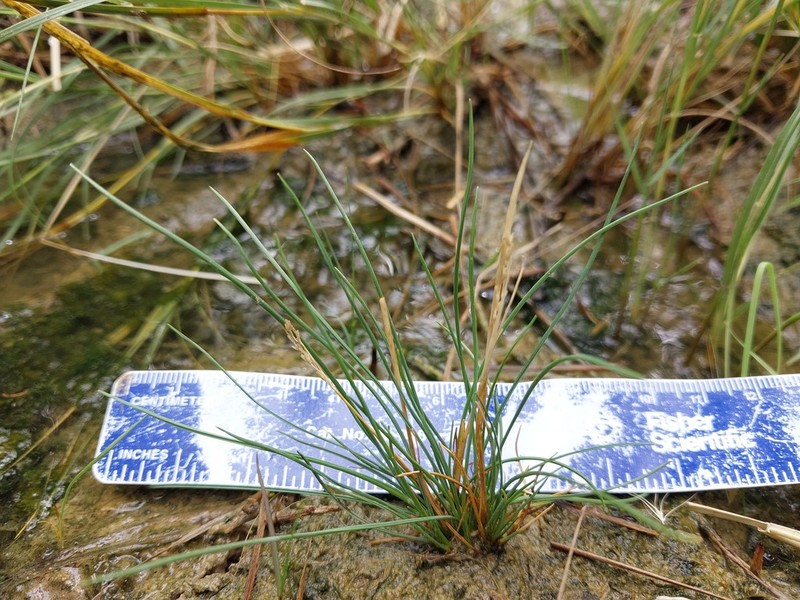 Bog Alkaligrass photo 2