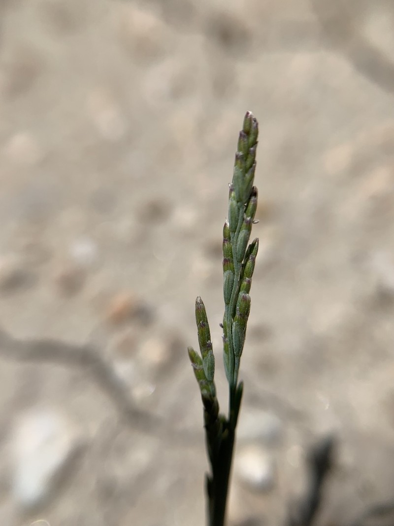 Bog Alkaligrass photo 3