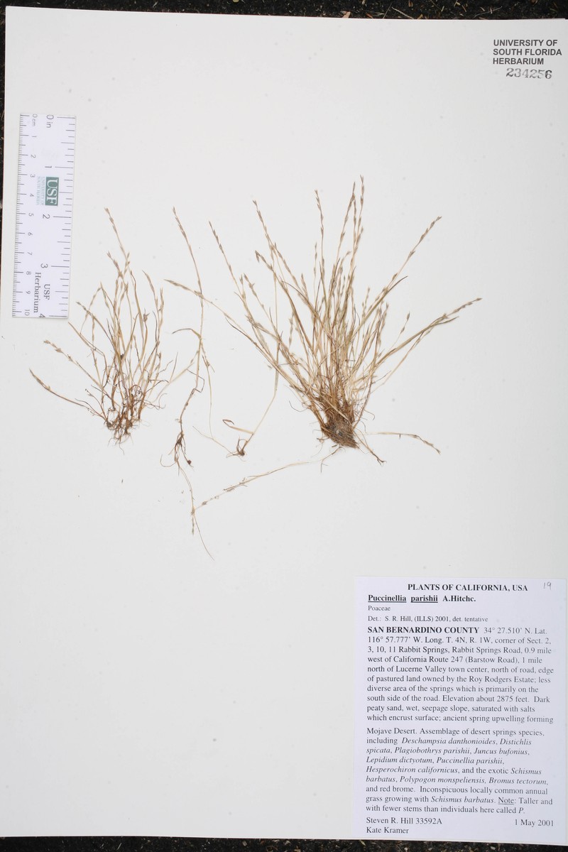 Bog Alkaligrass photo 7