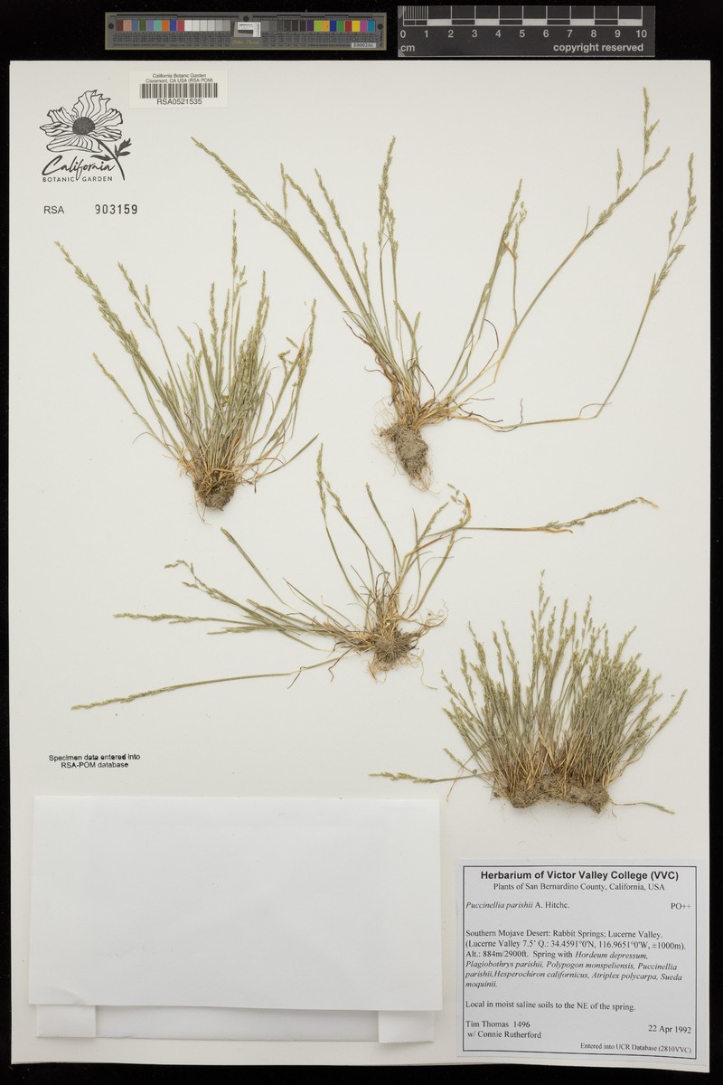 Bog Alkaligrass photo 8