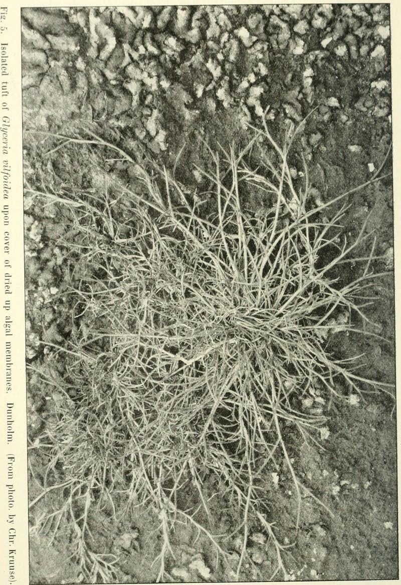 Creeping Alkaligrass