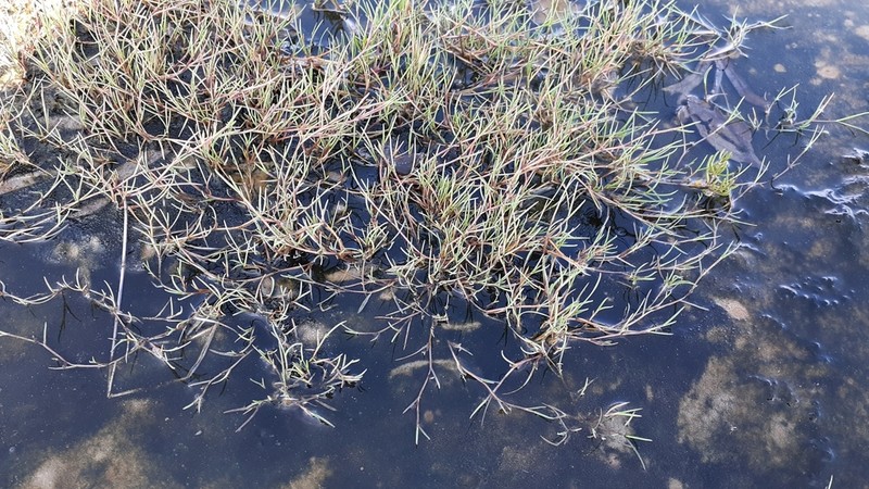 Creeping Alkaligrass