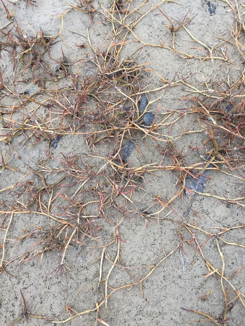 Creeping Alkaligrass photo 2