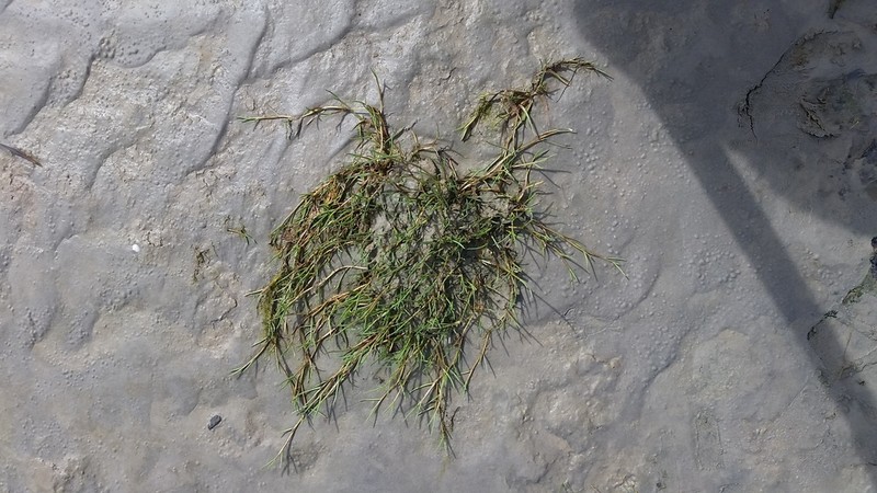 Creeping Alkaligrass photo 3