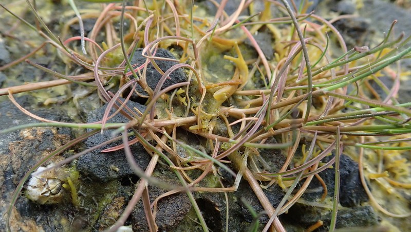 Creeping Alkaligrass photo 4