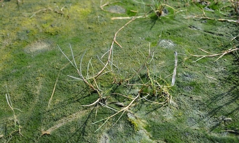 Creeping Alkaligrass photo 5