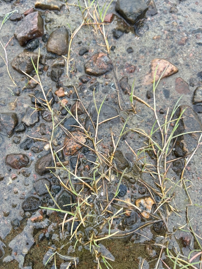 Creeping Alkaligrass photo 6