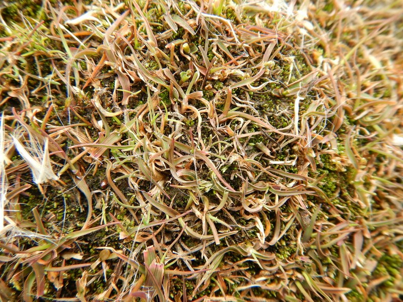 Creeping Alkaligrass photo 7