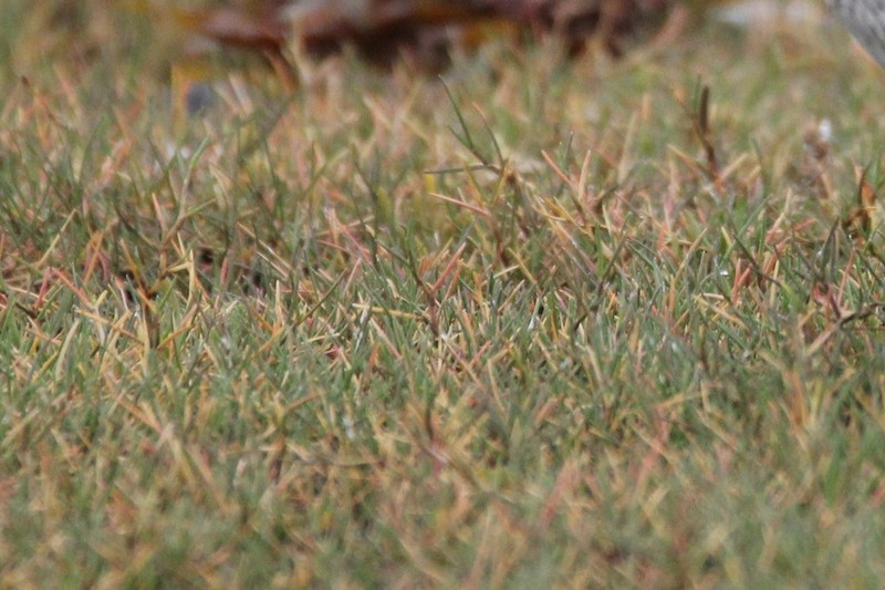 Creeping Alkaligrass photo 8