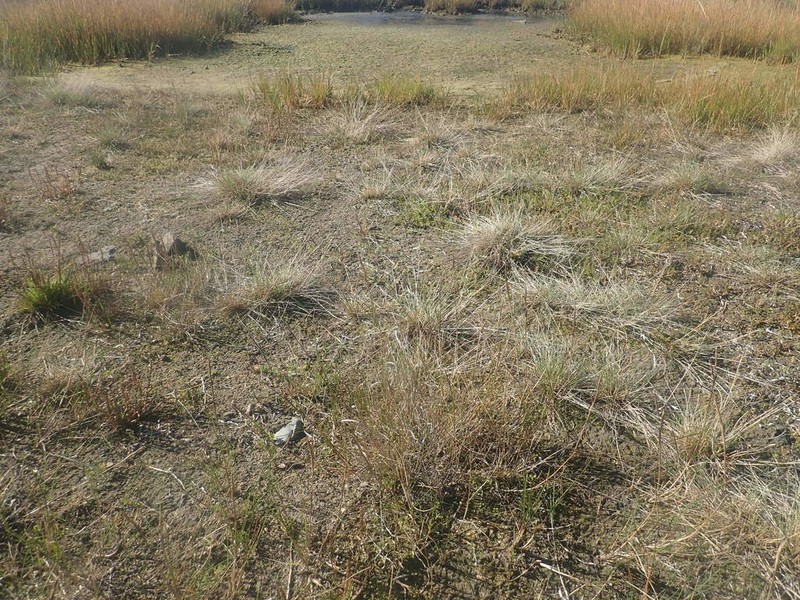 Hulten's Alkaligrass