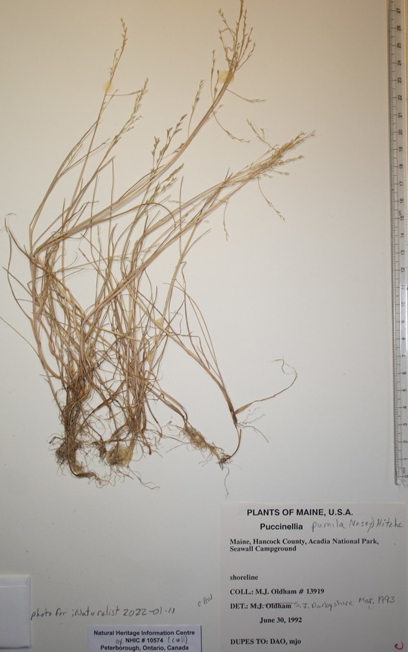 Hulten's Alkaligrass photo 4