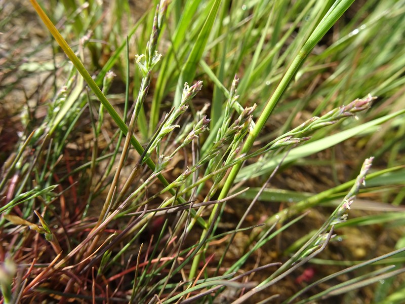 Hulten's Alkaligrass photo 8