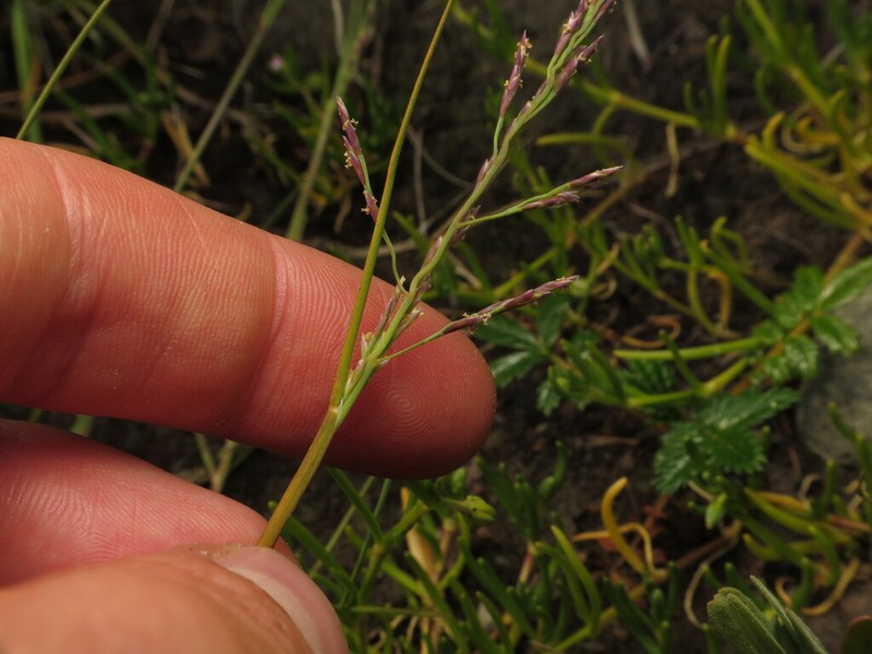 Dwarf Alkaligrass photo 2
