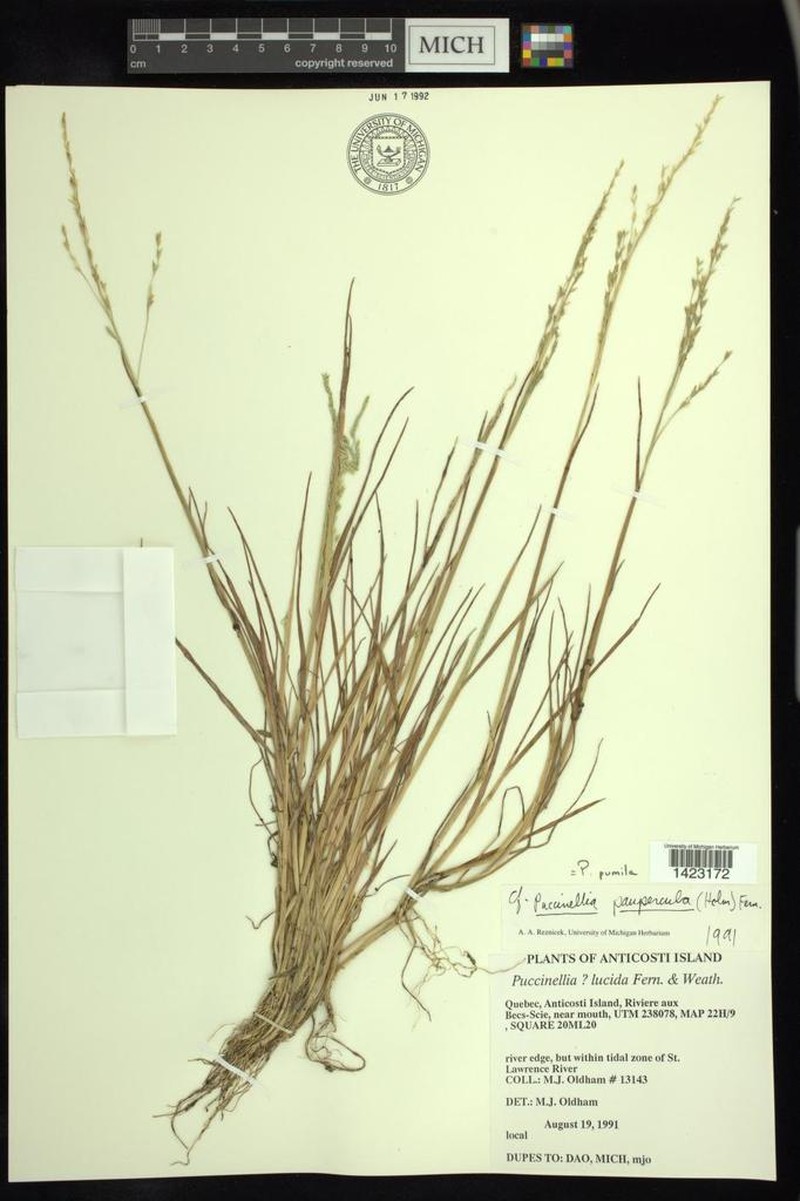 Dwarf Alkaligrass photo 5