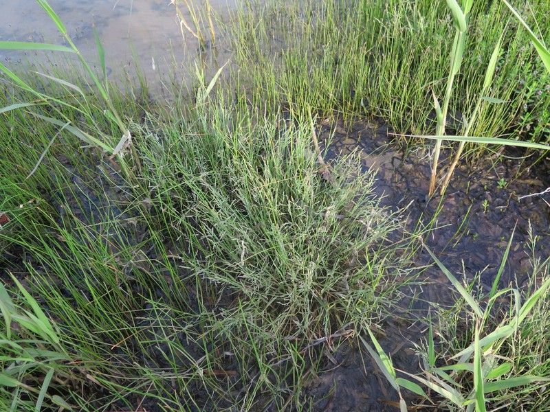 Dwarf Alkaligrass photo 7