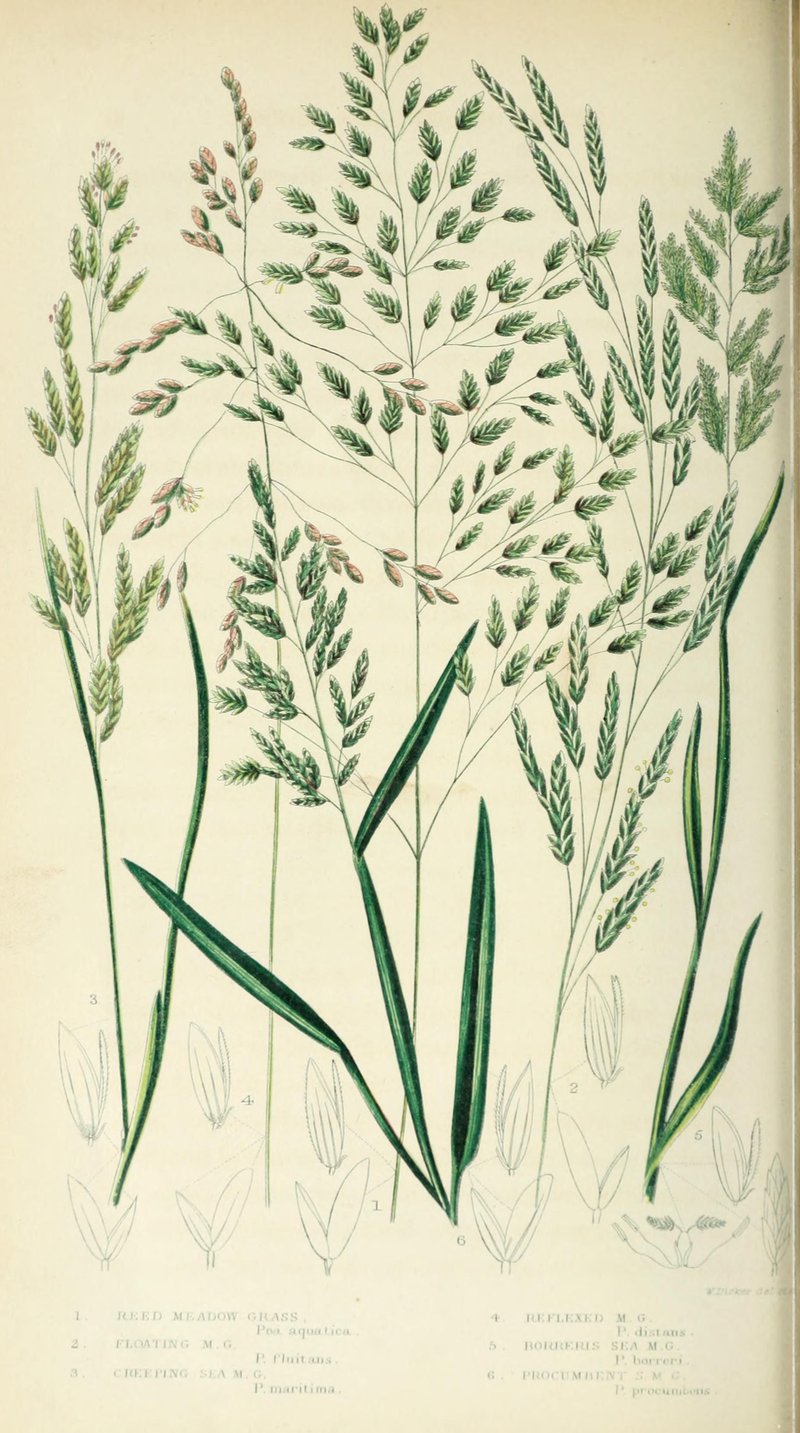 British Alkaligrass