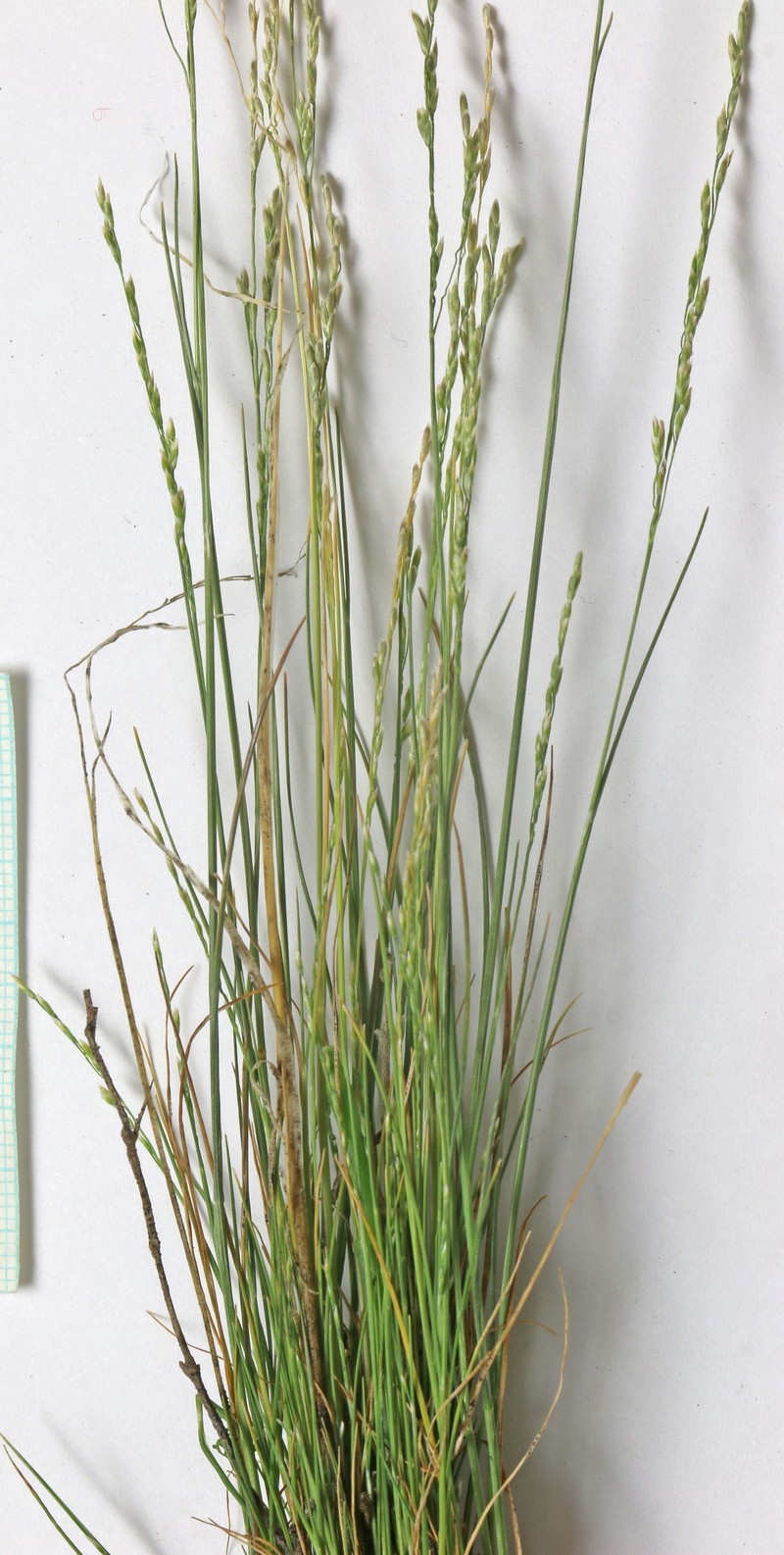 California Alkaligrass photo 2