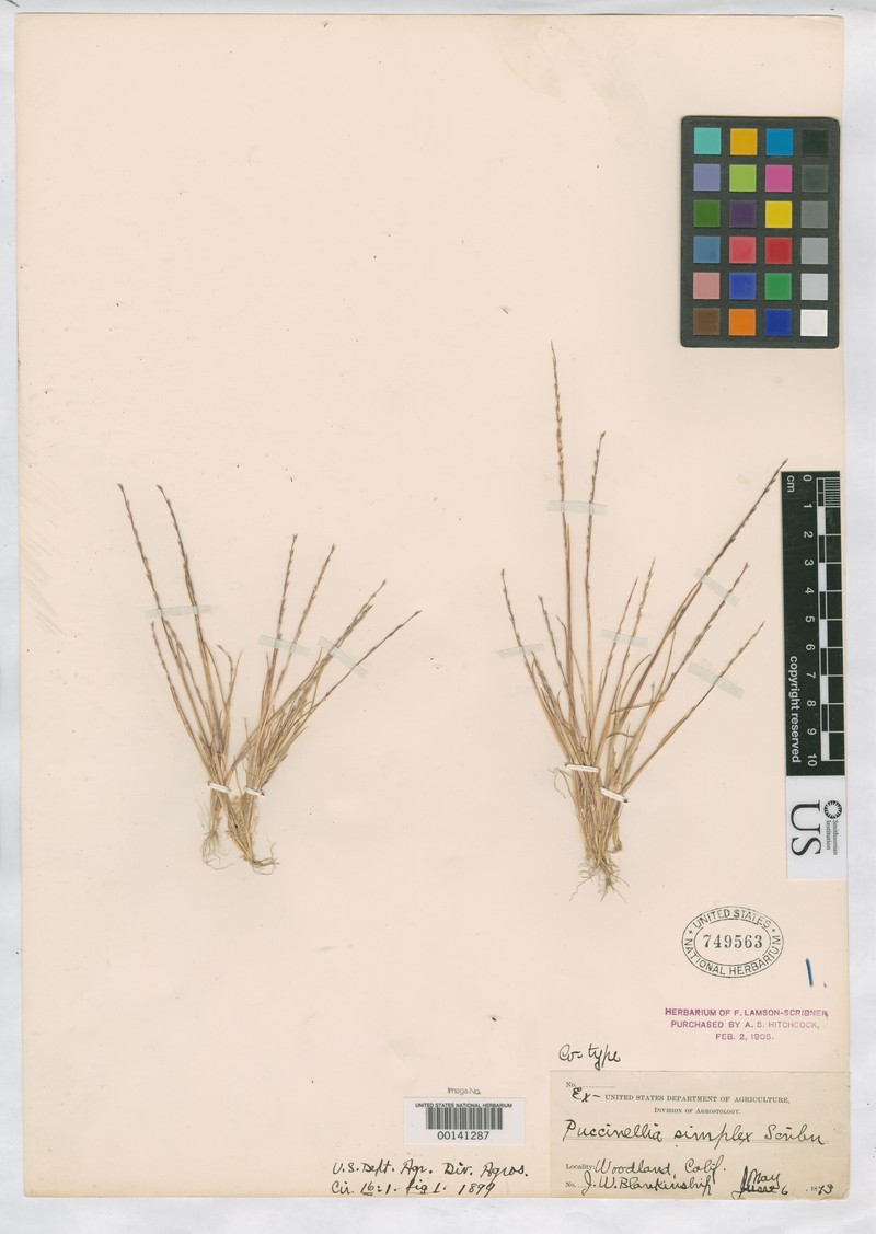 California Alkaligrass photo 3