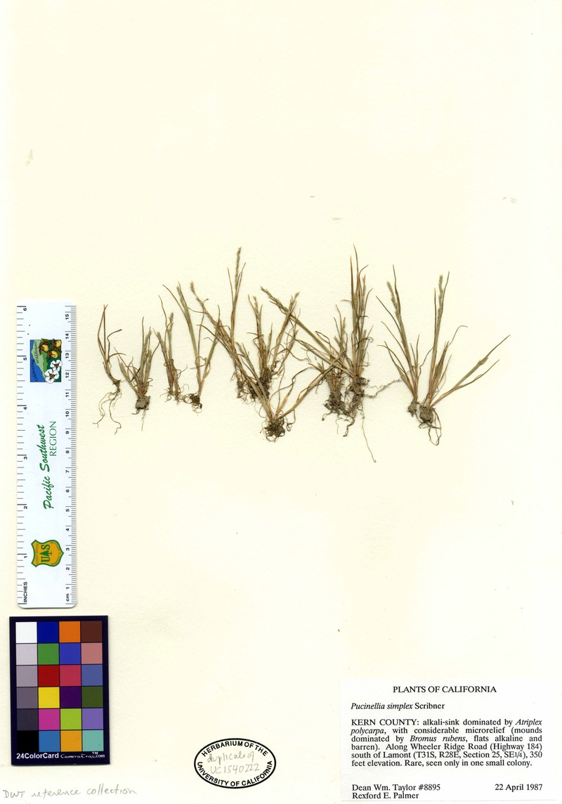 California Alkaligrass