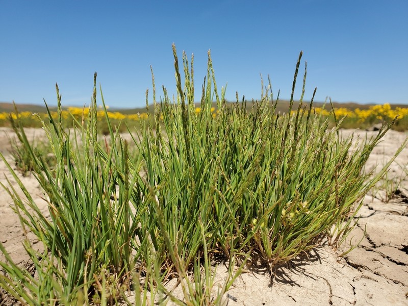 California Alkaligrass photo 3