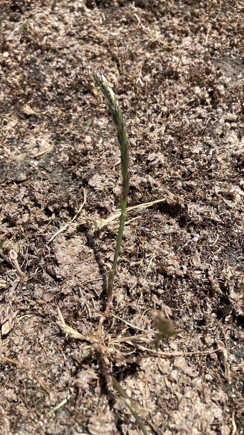 California Alkaligrass photo 4