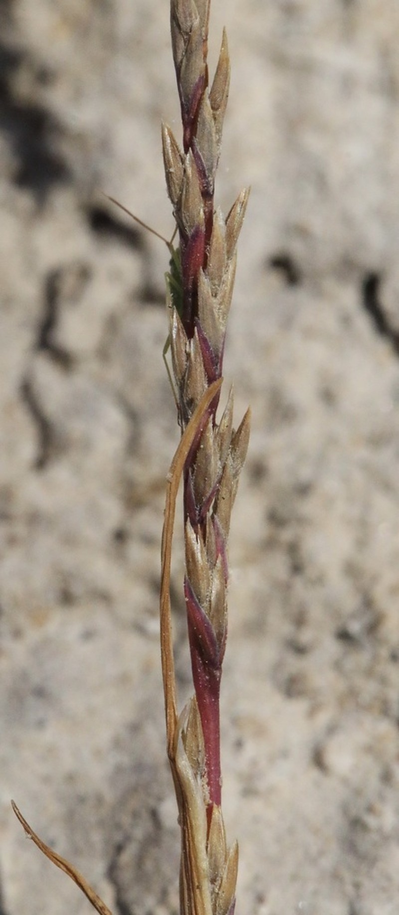 California Alkaligrass photo 5