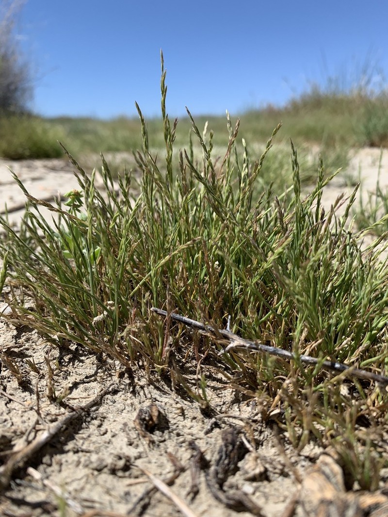 California Alkaligrass photo 6