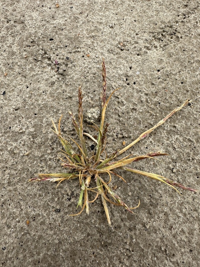 California Alkaligrass photo 7