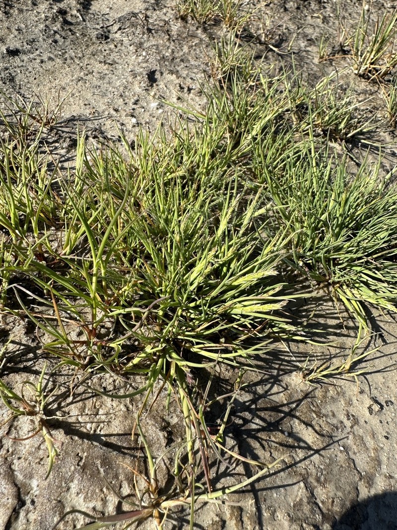 California Alkaligrass photo 8