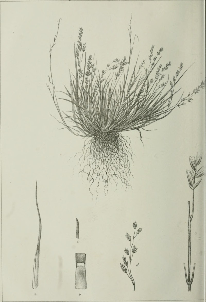 Tundra Alkaligrass