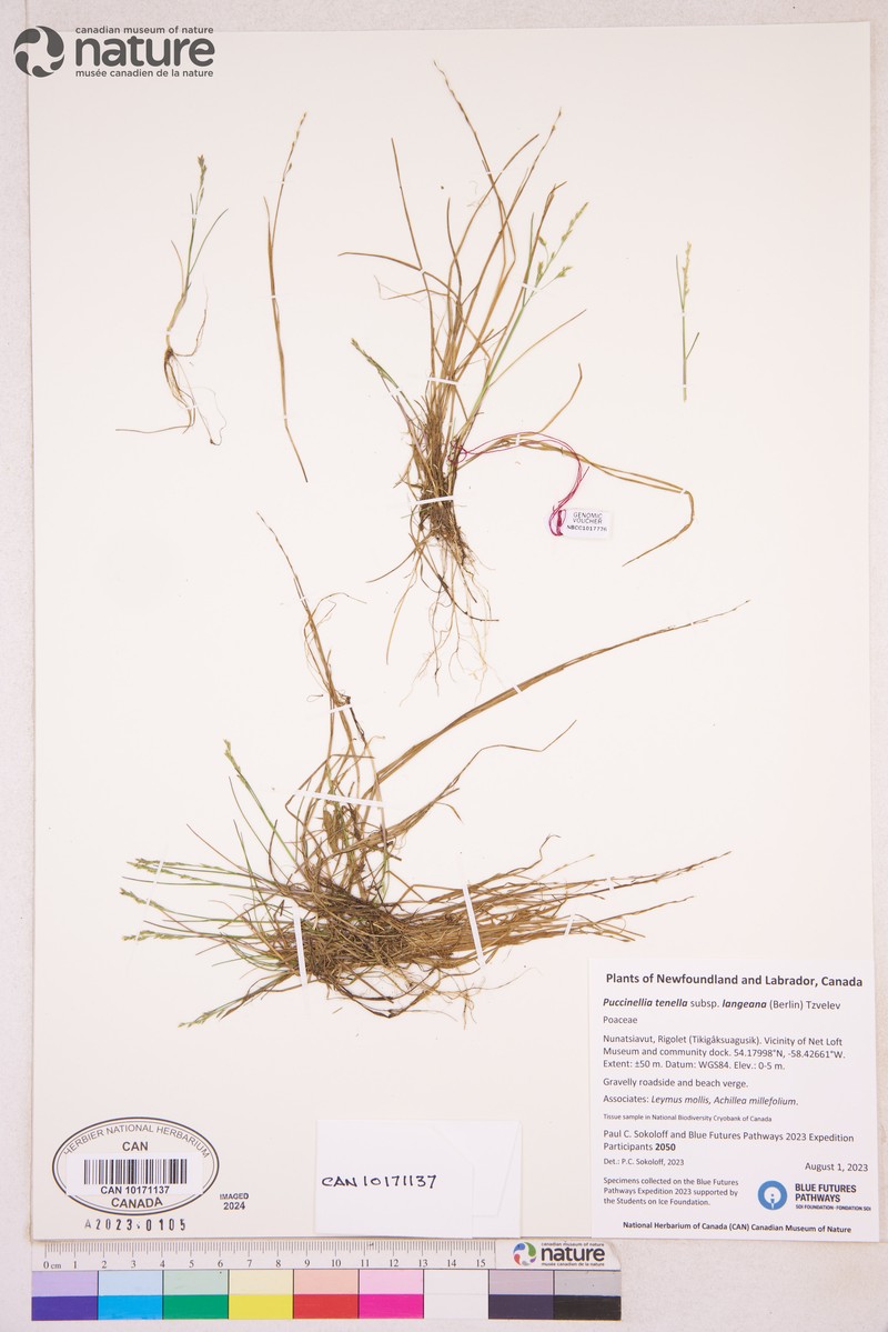 Tundra Alkaligrass