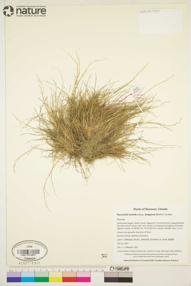 Tundra Alkaligrass photo 2