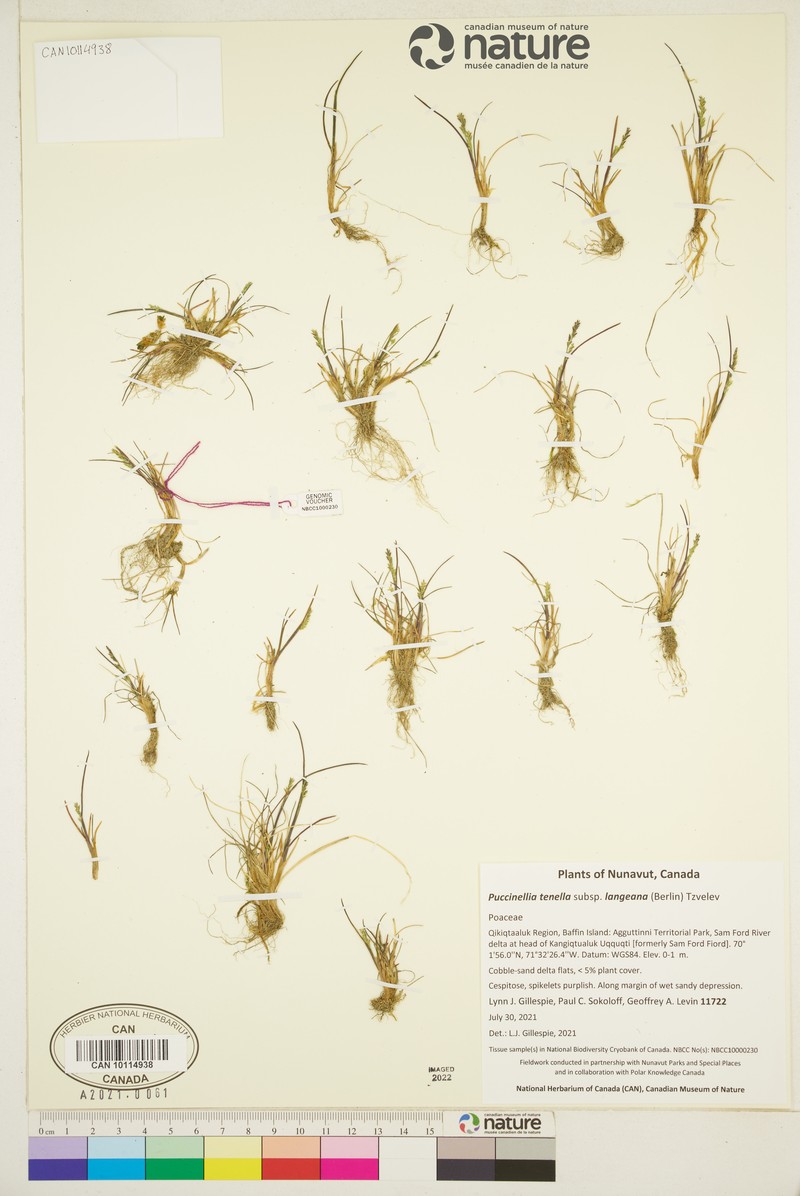 Tundra Alkaligrass photo 3