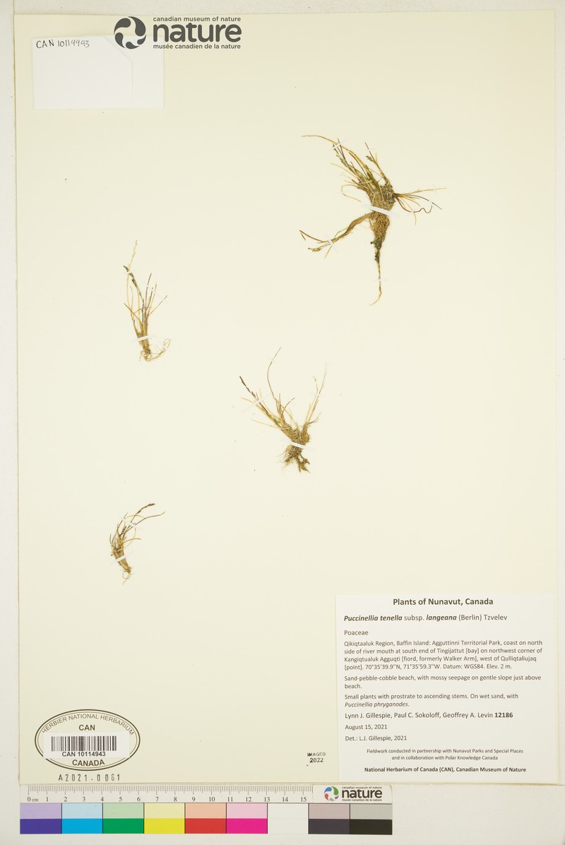Tundra Alkaligrass photo 4