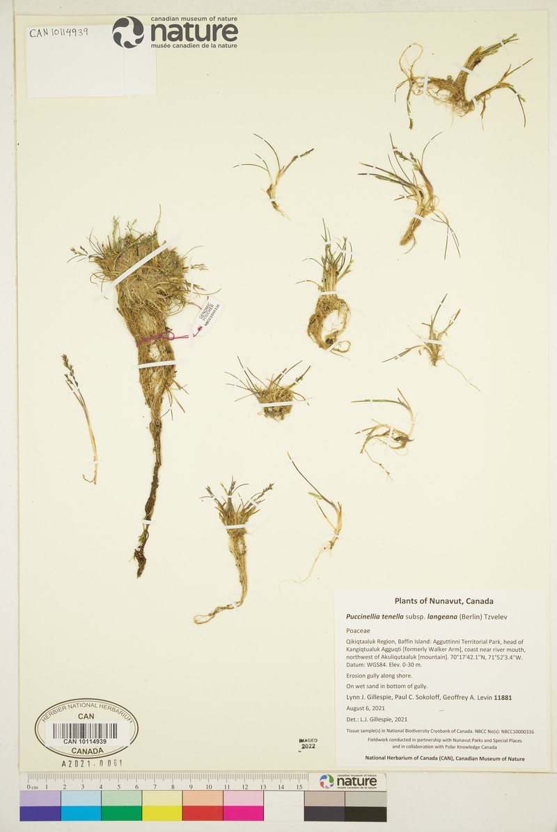 Tundra Alkaligrass photo 5