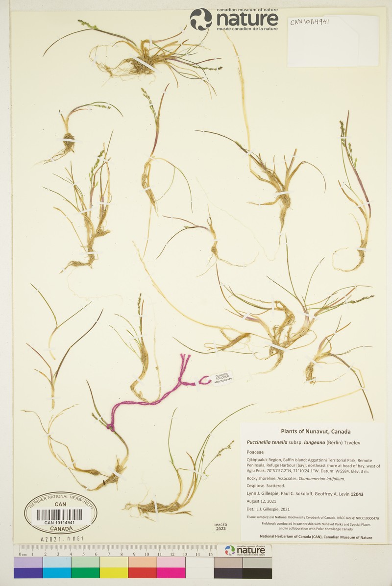 Tundra Alkaligrass photo 6