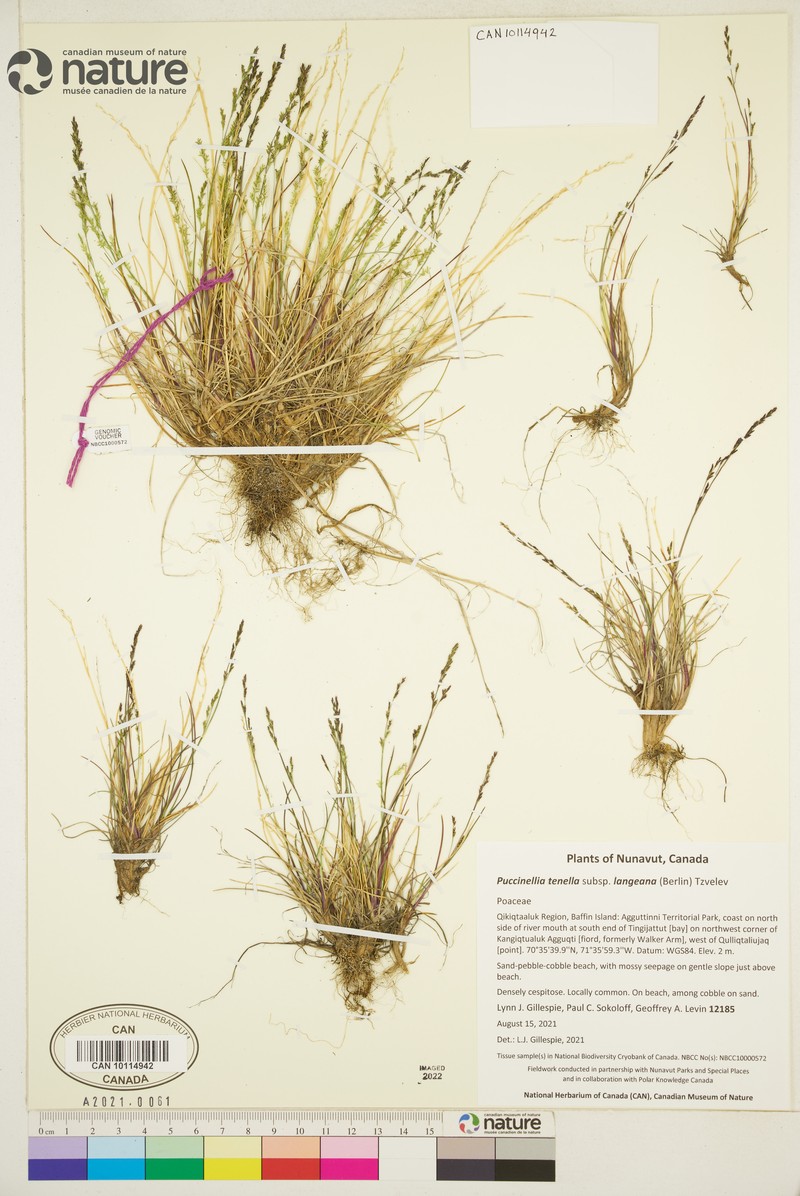 Tundra Alkaligrass photo 7