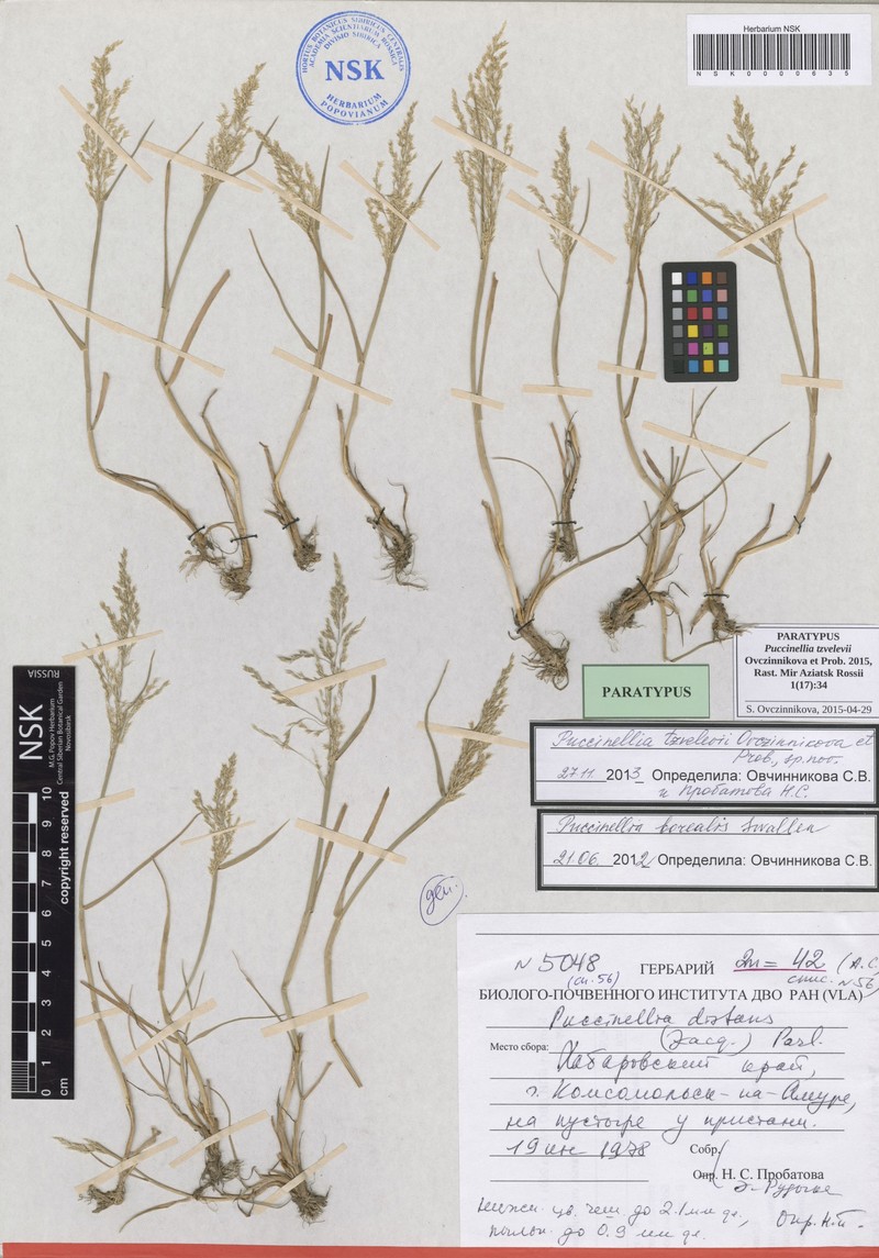 Puccinellia tzvelevii