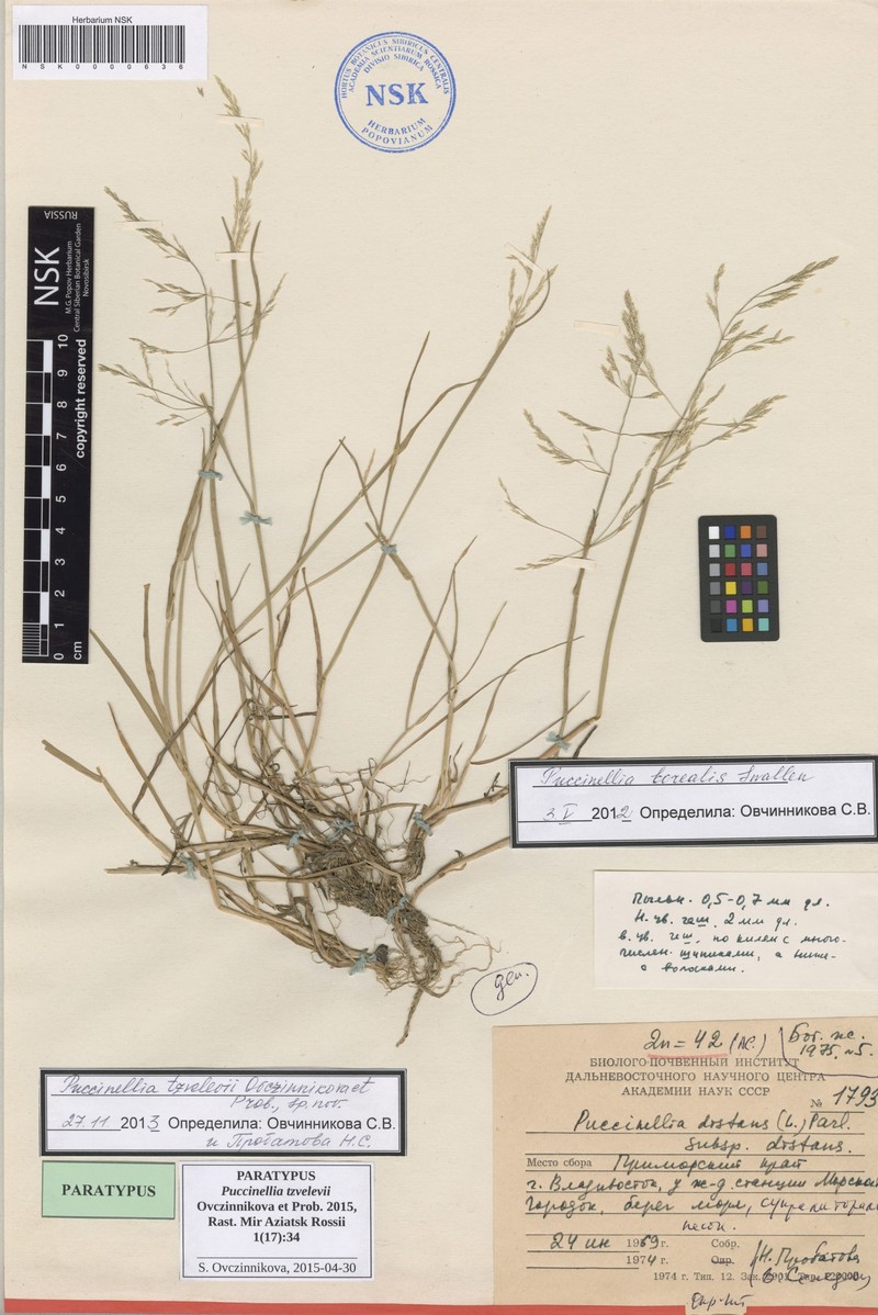 Puccinellia tzvelevii photo 2