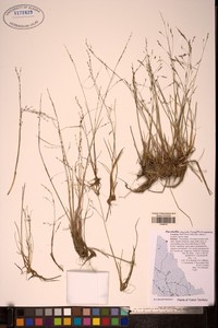 Sheathed Alkaligrass