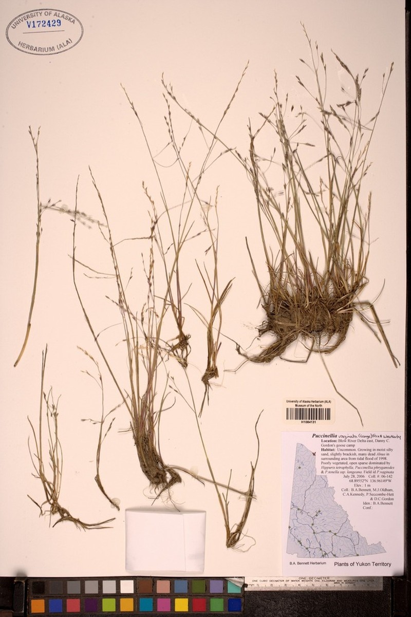 Sheathed Alkaligrass