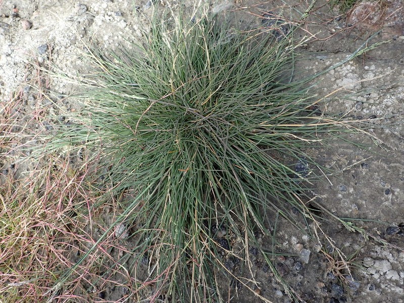 Sheathed Alkaligrass photo 3