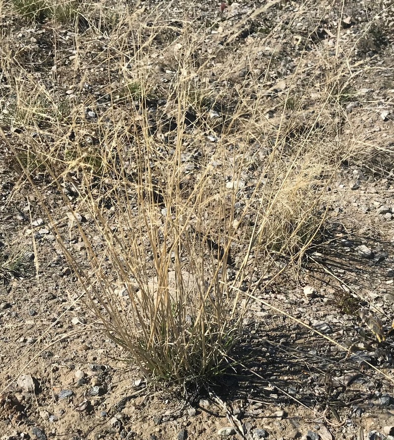 Sheathed Alkaligrass photo 4
