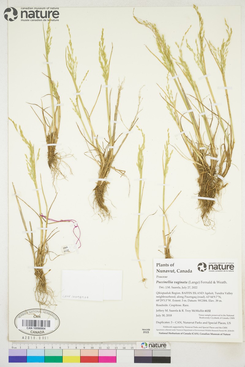 Sheathed Alkaligrass photo 5