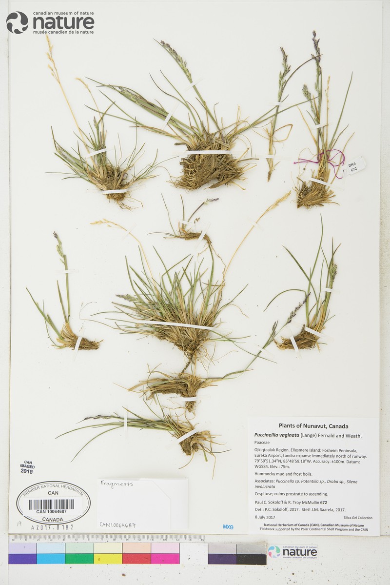 Sheathed Alkaligrass photo 6